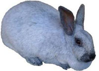 Champahne Rabbit