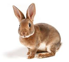 Rabbit Breed for Pet