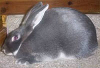 Silver Rabbit