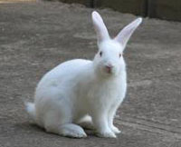 Florida White Rabbit