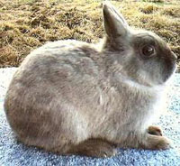 Netherland Dwarf Rabbit
