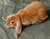 Velveteen Lop Rabbit